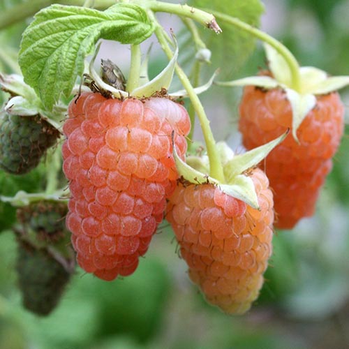 Малина крупноплодная Оранжевый гигант Малина крупноплодная Оранжевый гигант