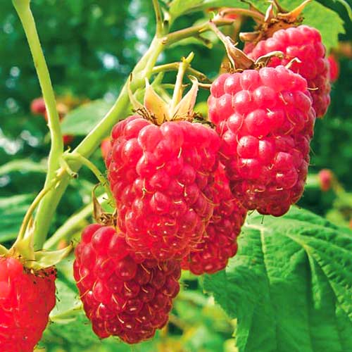 Малина крупноплодная Ранняя сладкая Малина крупноплодная Ранняя сладкая