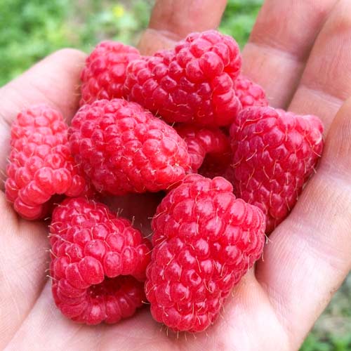 Малина крупноплодная Туламин Малина крупноплодная Туламин