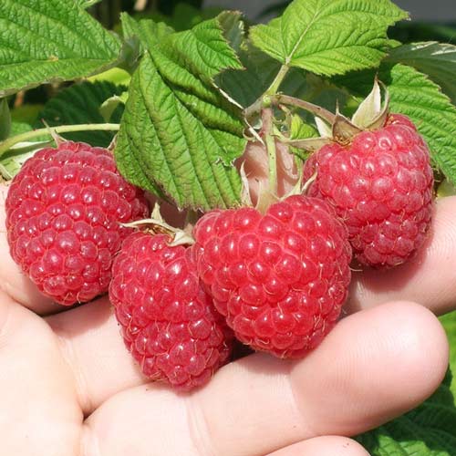 Малина крупноплодная Вилламет Малина крупноплодная Вилламет