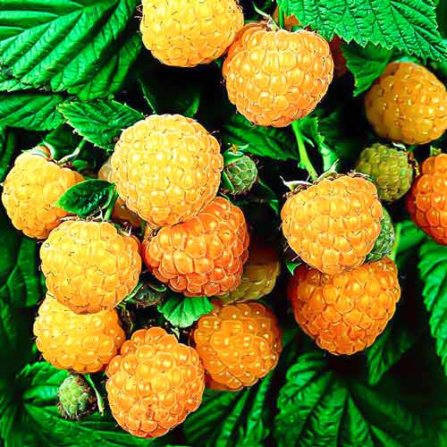 Малина крупноплодная Золотая Королева Малина крупноплодная Золотая Королева