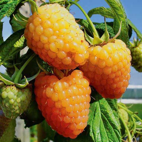 Малина крупноплодная Золотистый гигант Малина крупноплодная Золотистый гигант