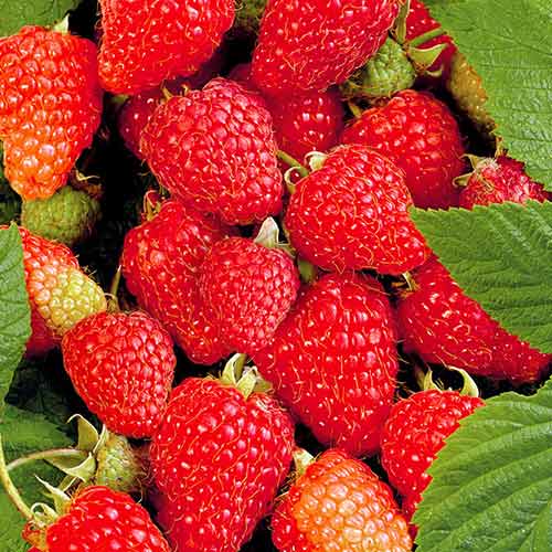 Малина ремонтантная Брянское диво Малина ремонтантная Брянское диво