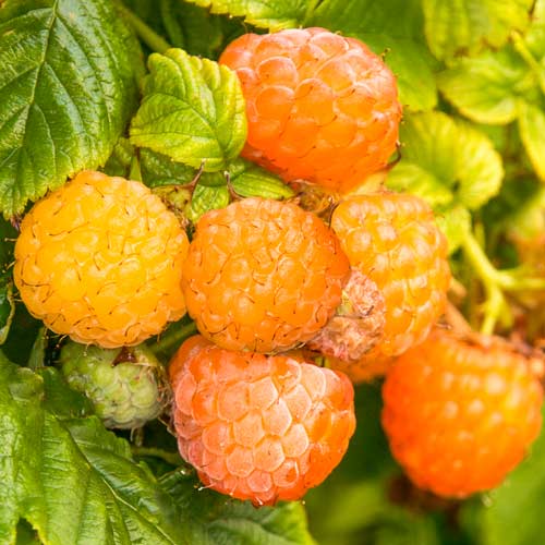 Малина ремонтантная Фолголд Малина ремонтантная Фолголд