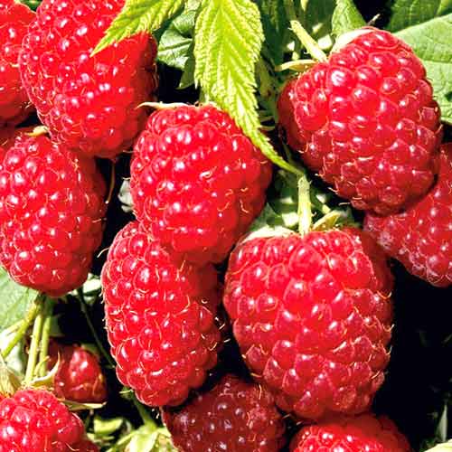 Малина ремонтантная Гигант красная Малина ремонтантная Гигант красная