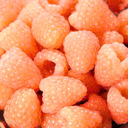 Малина ремонтантная Гигант оранжевая Малина ремонтантная Гигант оранжевая