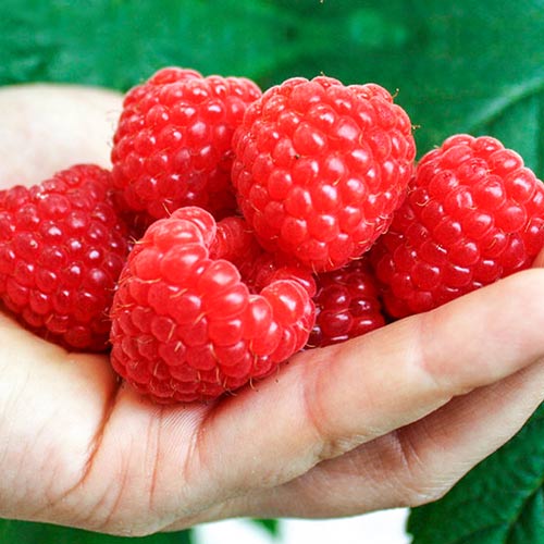 Малина ремонтантная Химбо Топ Малина ремонтантная Химбо Топ