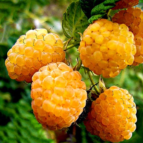 Малина ремонтантная Желтый пингвин Малина ремонтантная Желтый пингвин