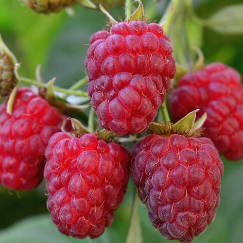 Малина ремонтантная Королевский пингвин Малина ремонтантная Королевский пингвин