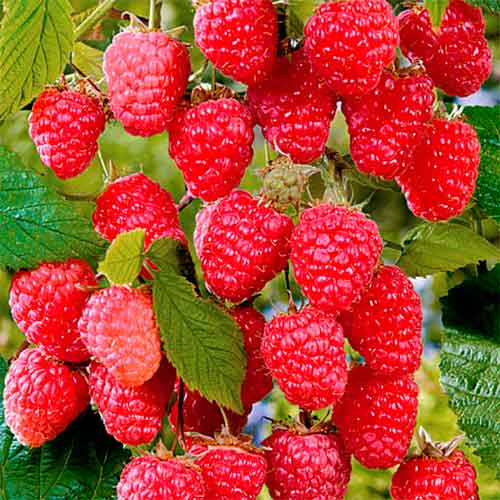 Малина ремонтантная Нижегородец Малина ремонтантная Нижегородец