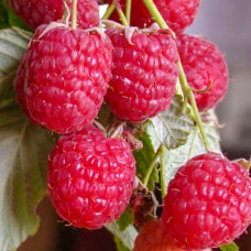 Малина ремонтантная Полана