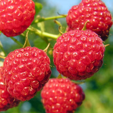 Малина ремонтантная Полка