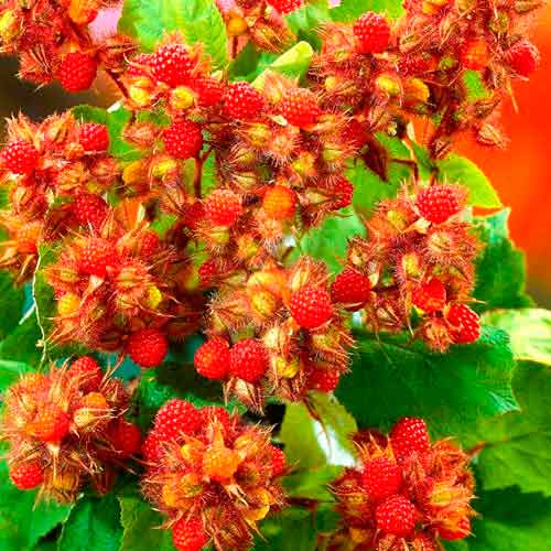 Малина японская Малина японская