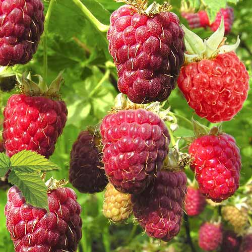 Малиновое дерево Богатырь Малиновое дерево Богатырь