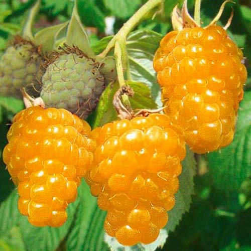 Малиновое дерево Голд Малиновое дерево Голд