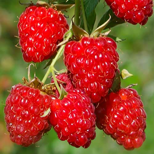 Малиновое дерево Крепыш Малиновое дерево Крепыш