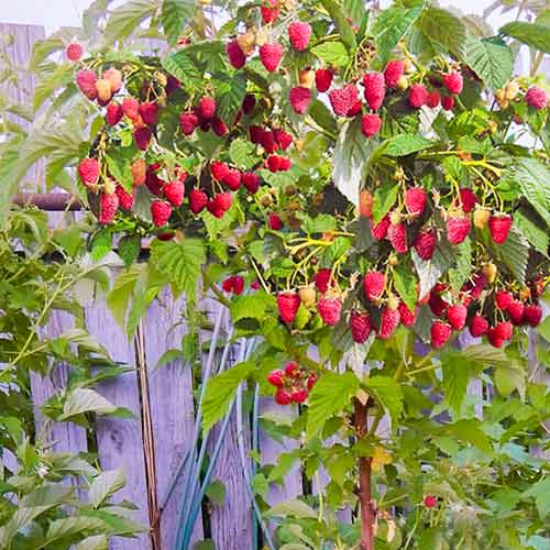 Малиновое дерево Крепыш Малиновое дерево Крепыш