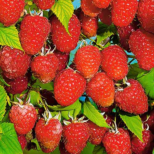 Малиновое дерево Таруса Малиновое дерево Таруса