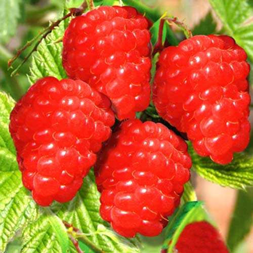 Малиновое дерево Красное Малиновое дерево Красное