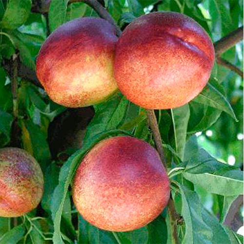 Нектарин Фэнтези Нектарин Фэнтези