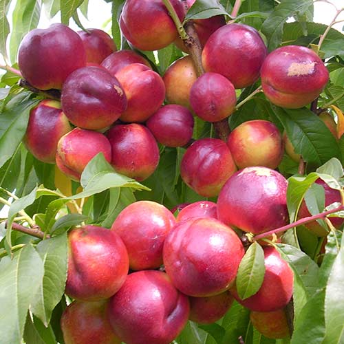 Нектарин Флейвор Топ Нектарин Флейвор Топ