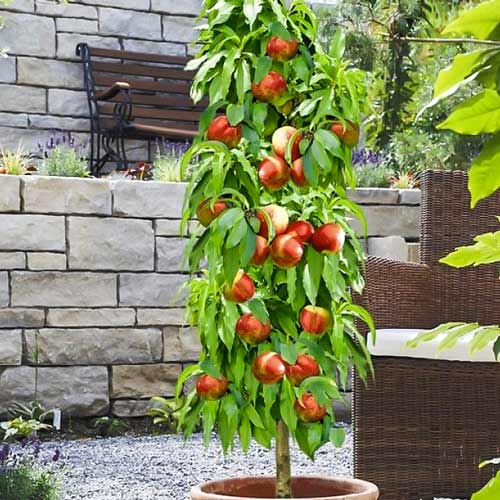 Нектарин колоновидный Мистер Перси Нектарин колоновидный Мистер Перси