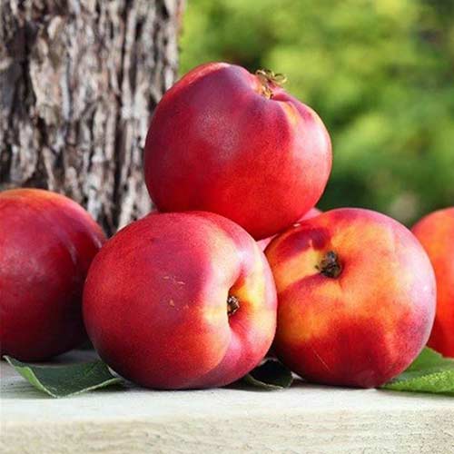 Нектарин Кримсон Голд Нектарин Кримсон Голд