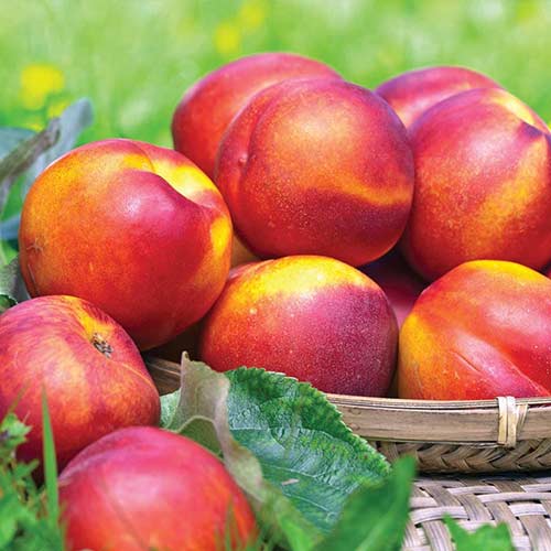 Нектарин Леди Эрика Нектарин Леди Эрика