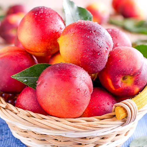 Нектарин Лола Нектарин Лола