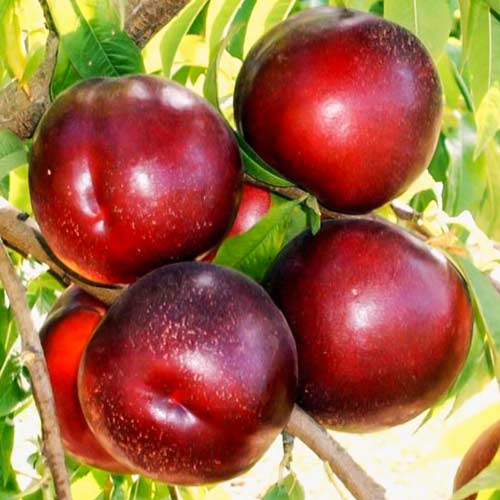 Нектарин Ред Даймонд Нектарин Ред Даймонд