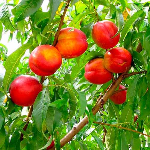 Нектарин Старк Делишес Нектарин Старк Делишес