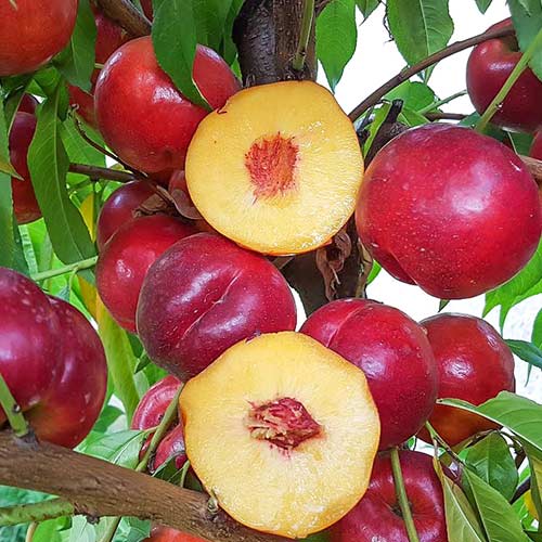 Нектарин Супер Квин Нектарин Супер Квин