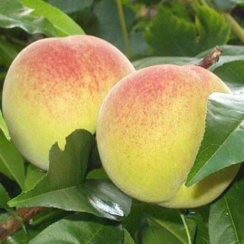 Персик Бианка ди Верона Персик Бианка ди Верона