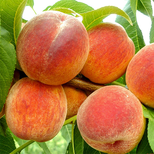 Персик Биг Хани Персик Биг Хани