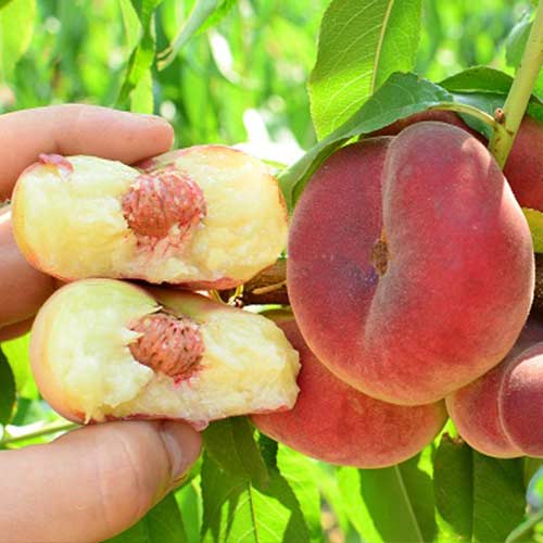 Персик Инжирный Пинк Ринг Персик Инжирный Пинк Ринг