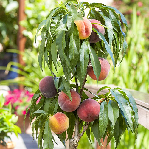 Персик колоновидный Штайнберг Персик колоновидный Штайнберг