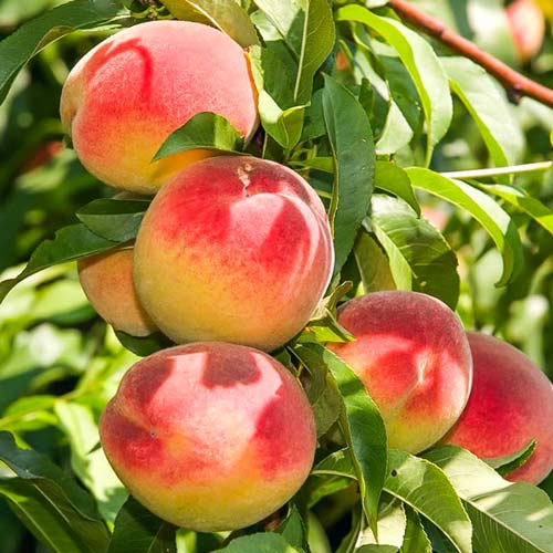 Персик колоновидный Юбилей Столицы Персик колоновидный Юбилей Столицы