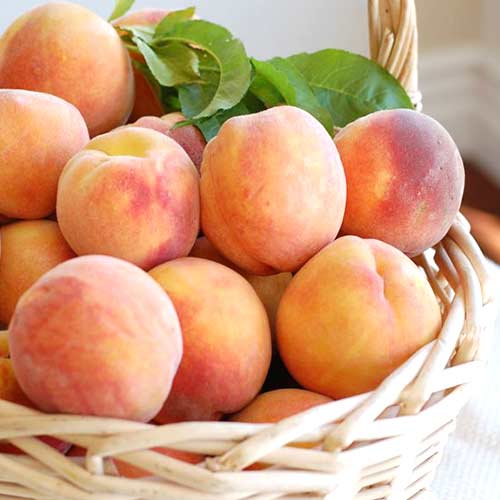 Персик Ореховый Персик Ореховый