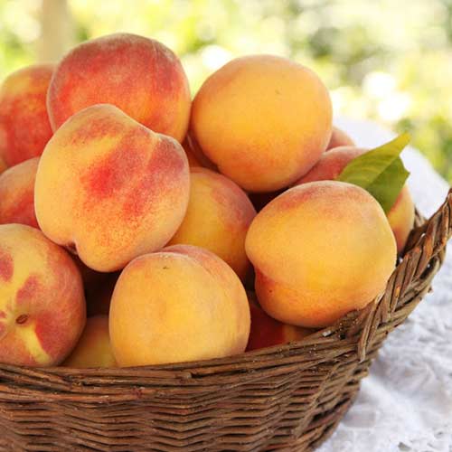 Персик Орфей Персик Орфей