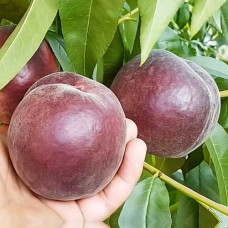 Персик Роял Маджестик