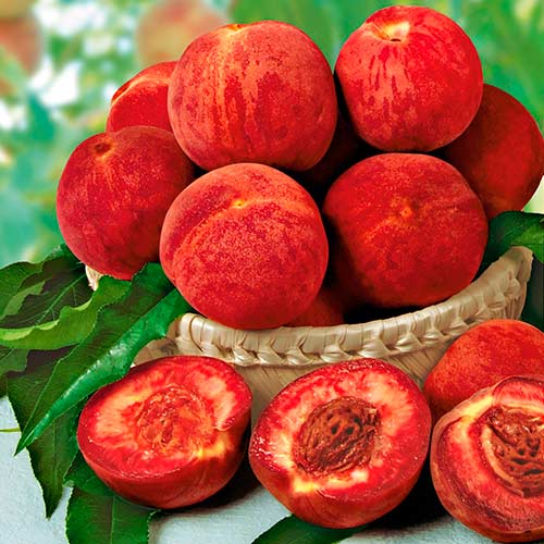 Персик Рубино Персик Рубино