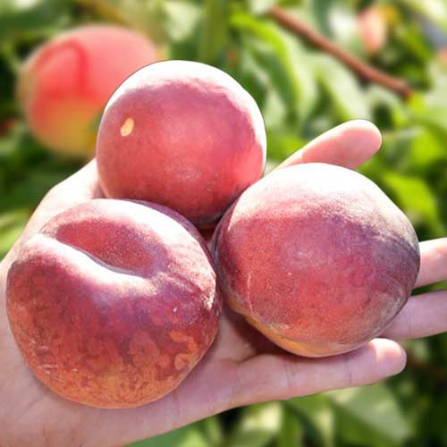 Персик Шугар Тайм Персик Шугар Тайм