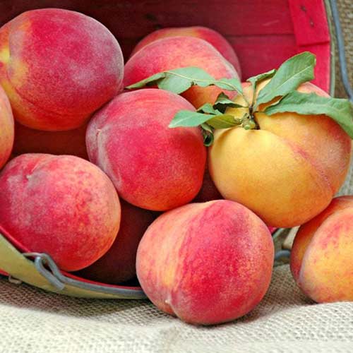 Персик Спринг Леди Персик Спринг Леди