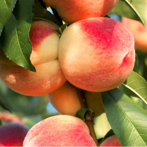 Персик Ставропольский розовый Персик Ставропольский розовый