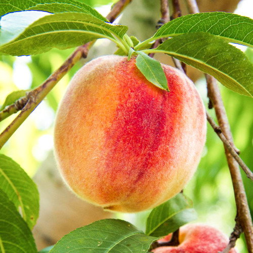 Персик Золотой юбилей Персик Золотой юбилей