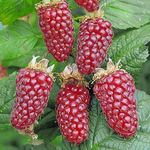 Ежемалина Логанберри Ежемалина Логанберри