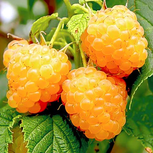 Малина ремонтантная Гигант желтая Малина ремонтантная Гигант желтая