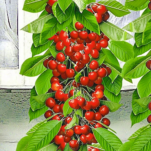 Черешня колоновидная красная Черешня колоновидная красная