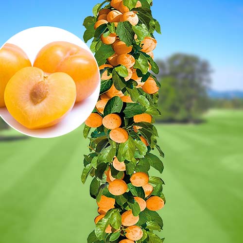 Слива колоновидная желтая Слива колоновидная желтая