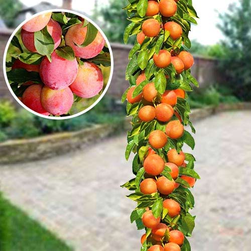 Слива колоновидная Мирабель Слива колоновидная Мирабель